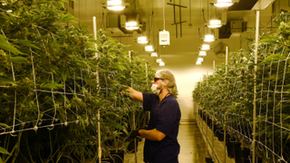 The FDA Is Cracking Down on Claims That Weed Cures Cancer